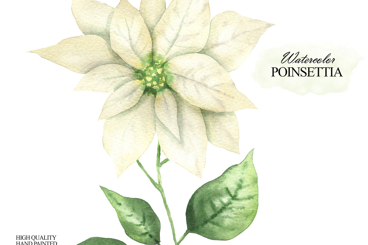 Watercolor white Poinsettia clipart, an Illustration by OlDm_Shop (Photo 8 of 11)