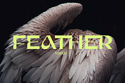 Gunter Display Font, a Sans Serif Font by That That Creative (Thumbnail 16 of 20)