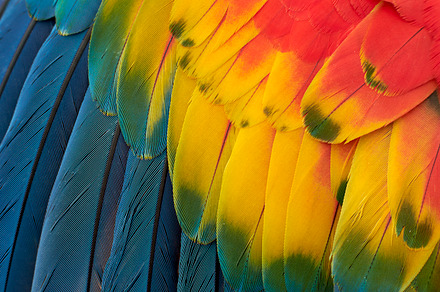 Ara macao feathers featuring beauty, nature, and feathers, an Animal Photo by Atropos Images