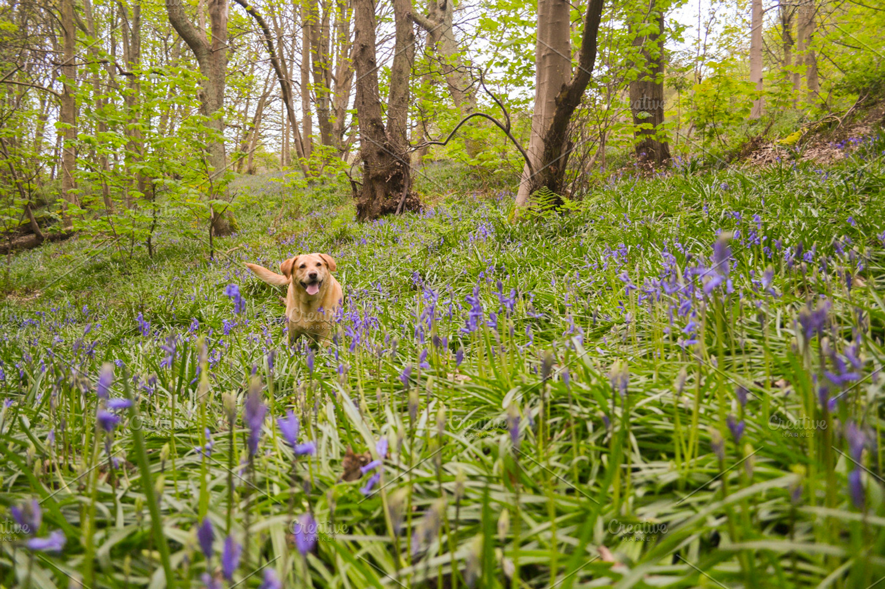 Lola in America Woods