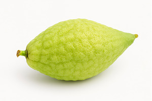 Etrog, one of traditional symbols of, a Holiday Photo by Ungvar Studio