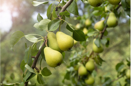 Branch of ripe organic cultivar of, a Food & Drink Photo by Diary of impressions