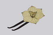 Vanilla flower, an Object 3D Model by fahad121 (Thumbnail 3 of 5)