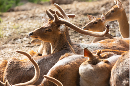 Herd of Deer Grazing on a Vast, an Animal Photo by Barcelona_dreams
