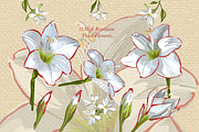 Christmas Floral & Holly Kit, a Decorative Illustration by Southwind Collections (Thumbnail 4 of 7)