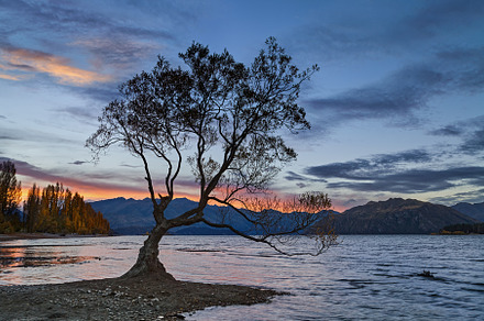 The Wanaka tree at sunset