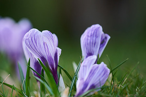 Blooming purole crocuses with green leaves in the garden, a Nature Photo by ndanko