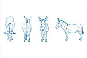 Hand Drawn Donkey Vector, an Animal Illustration by MkStudio