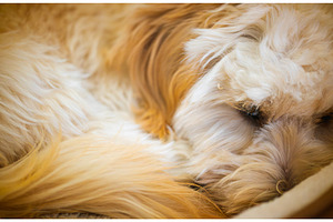 Macro Texture of Fluffy Cream, an Animal Photo by MadPhotos
