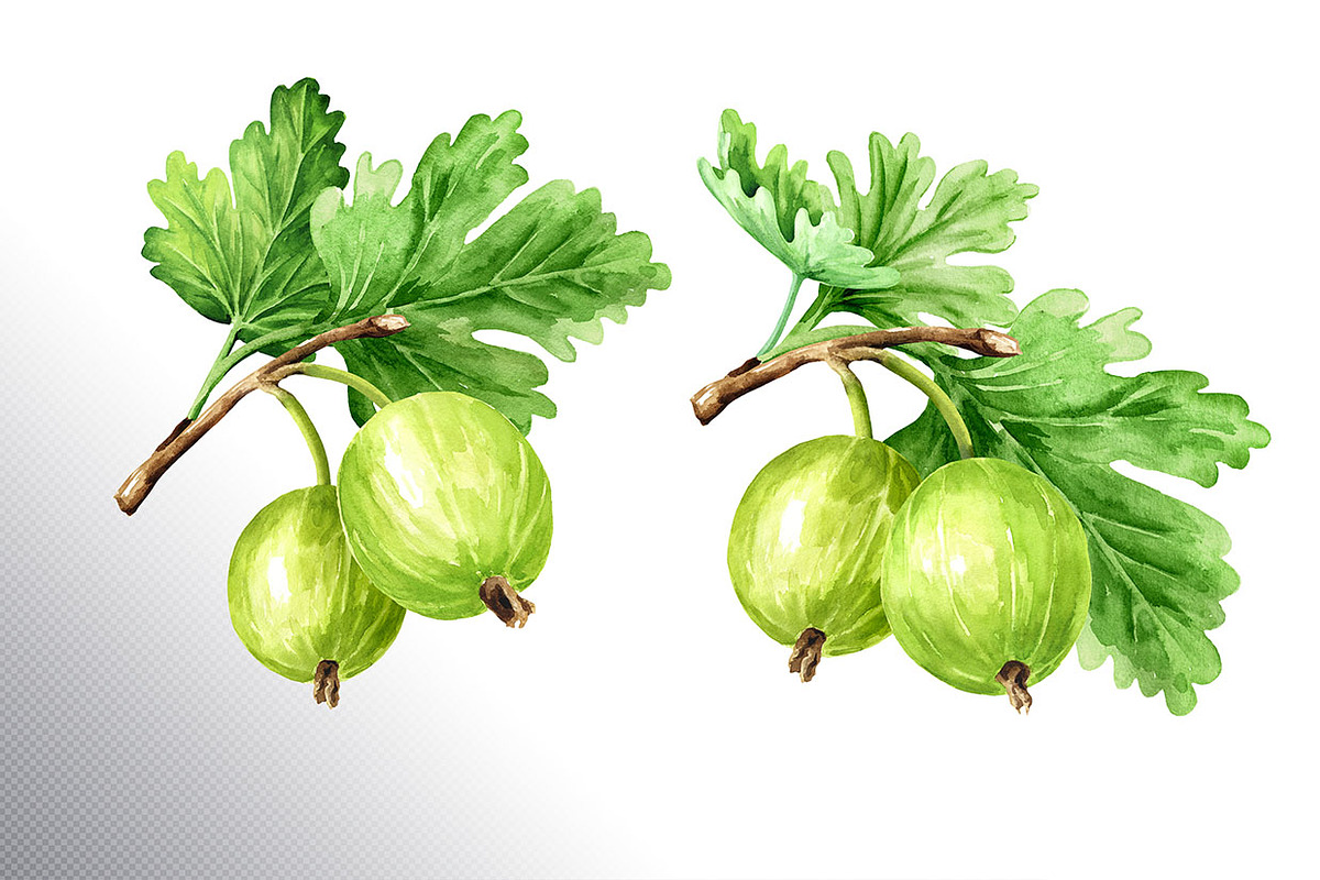 Amber Gooseberry. Watercolor set, a Food Illustration by Daria Ustiugova (Photo 13 of 23)