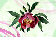 Watercolor flowers set - peony, a Texture Illustration by My art shop (Thumbnail 3 of 4)