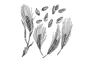 barley set sketch hand drawn vector, an Animal Illustration by pikepicture