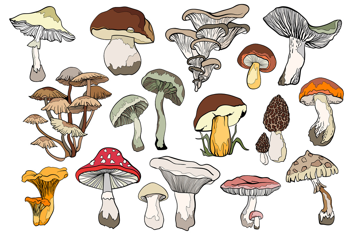 Mushrooms - vector clipart, a Decorative Illustration by Glass Cat Design (Photo 3 of 9)