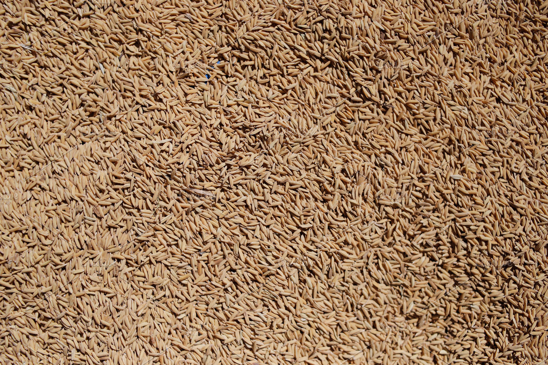 Close-up of rice texture (grain), a Food & Drink Photo by bastera