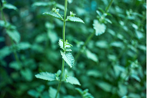 Fresh mint growing abundantly in a, a Nature Photo by darksoul72