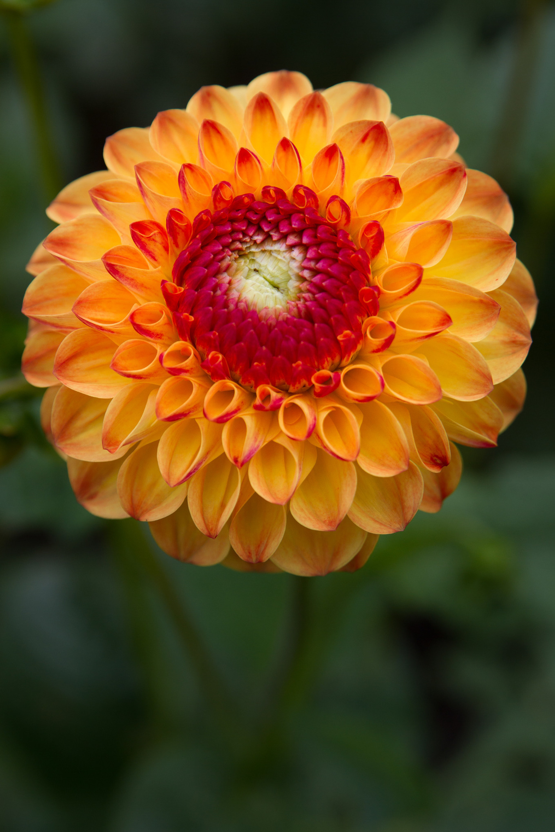 Red and Orange Flower Close-up, a Nature Photo by What The World