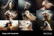 Dogs with long hair. 111 images, an Animal Photo by Handmadefont (Thumbnail 9 of 15)