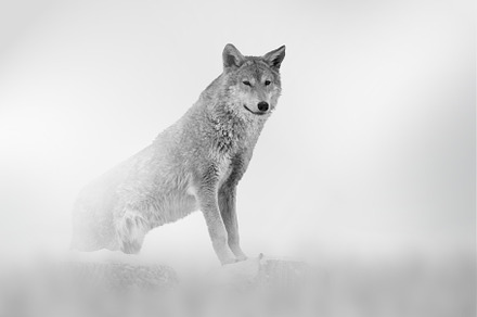 Wolf comes out of the fog on a light background, an Animal Photo by Byrdyak