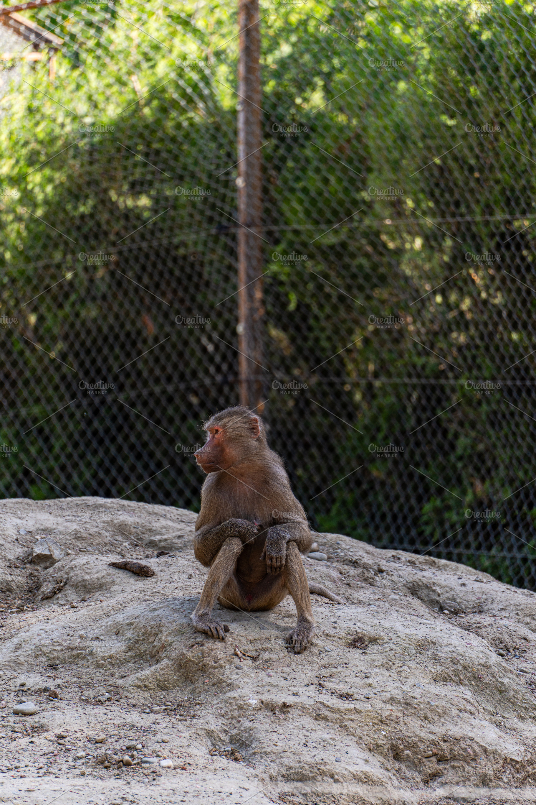 Sad bonnet macaque in the zoo garden, an Animal Photo by Anna Bogush
