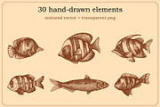 Marine Animal Hand Drawn Elements, an Animal Illustration by Artolabs (Thumbnail 3 of 6)