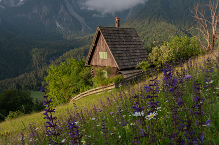 Flowers on the meadow in the mountains, a Nature Photo by Dreamy Pixel