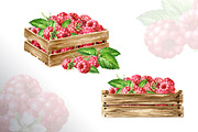 Summer Raspberries. Watercolor set, a Food Illustration by Daria Ustiugova (Thumbnail 23 of 26)