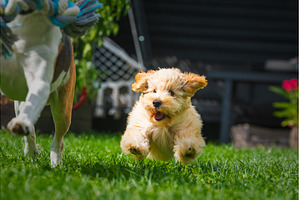 Happy Puppy Running in the Grass, an Animal Photo by MadPhotos