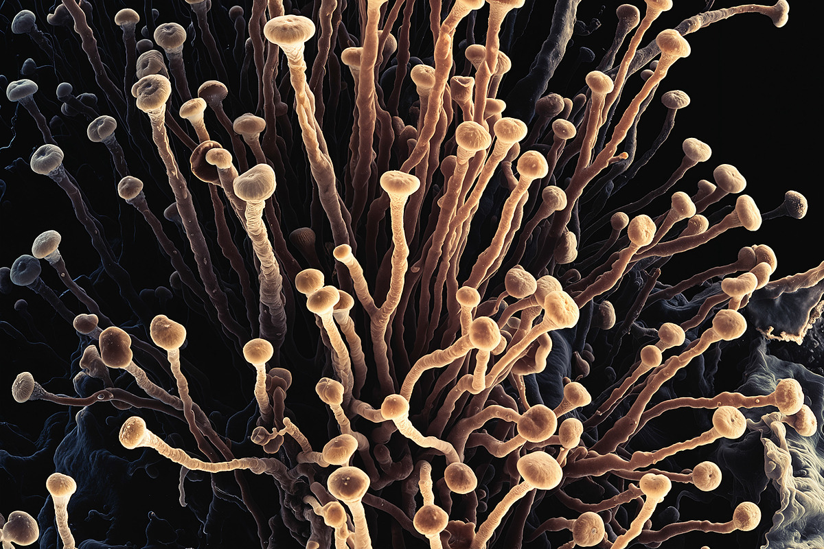 72 Microscopic Fungi Backgrounds, a Background Graphic by h.utomo (Photo 51 of 72)