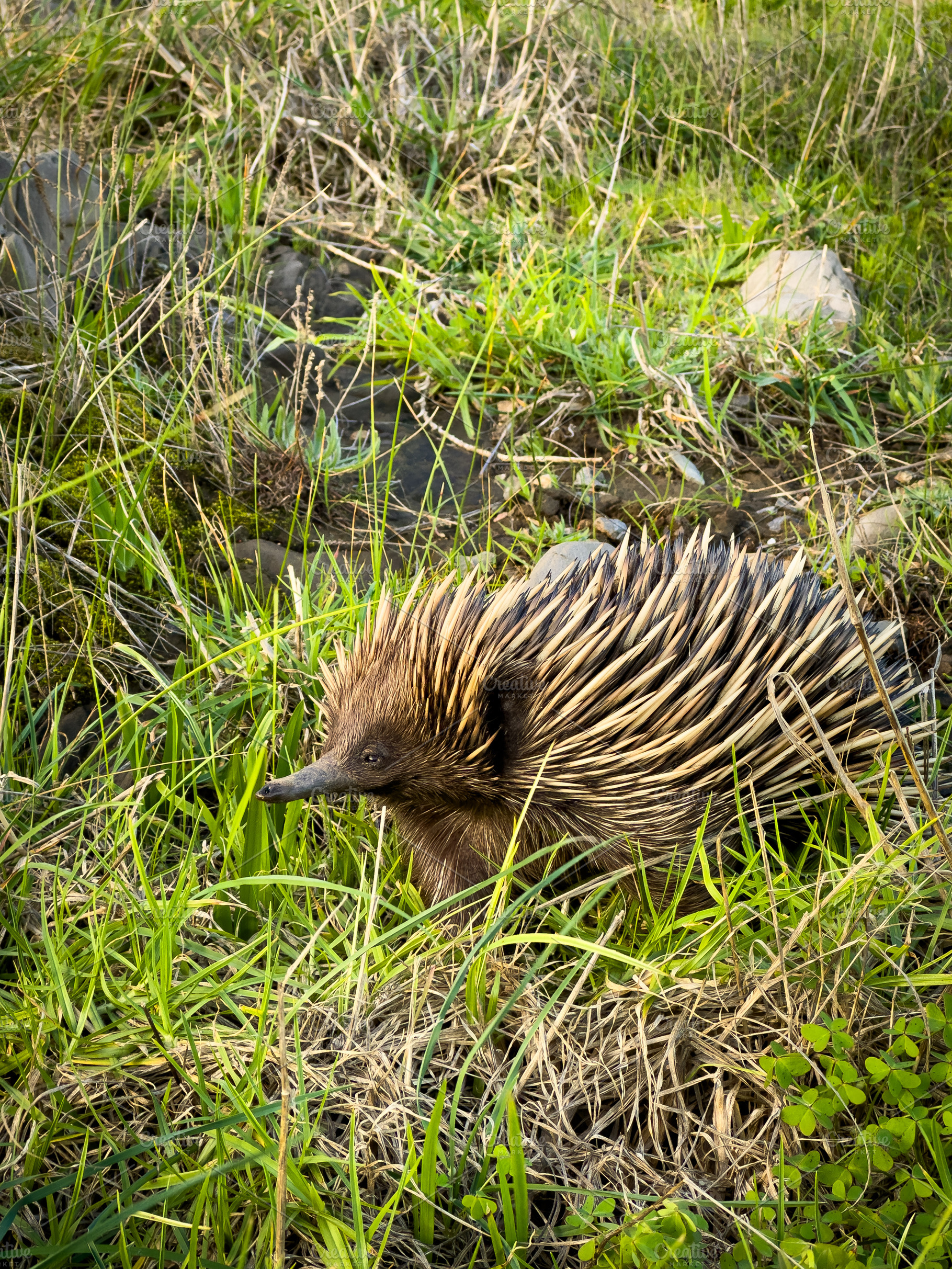 Echidna Portrait In The Wild Closeup, an Animal Photo by THP Creative