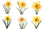 Watercolor Daffodil Flower Clipart, an Illustration by DreamPrint404 (Thumbnail 5 of 7)