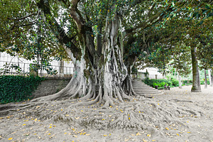 Botanical Garden, Coimbra, a Photo by saiko3p