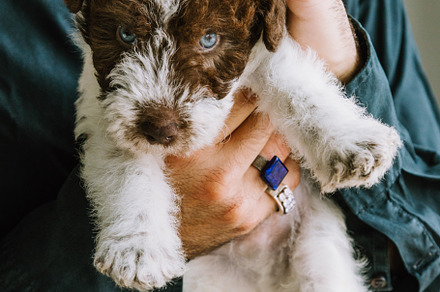 Fox Terrier puppy in the arms of his owner