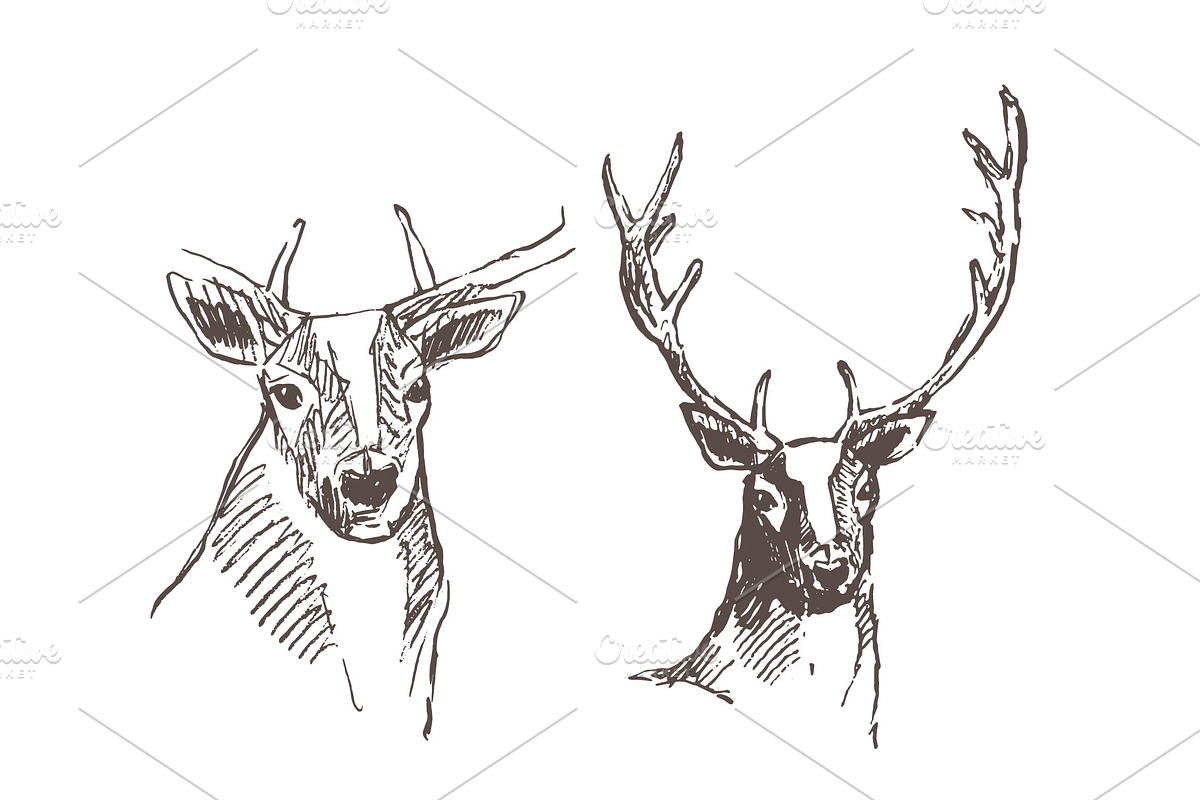 Hand drawn collection of deer, an Animal Illustration by TheMountBirdStudio (Photo 2 of 6)
