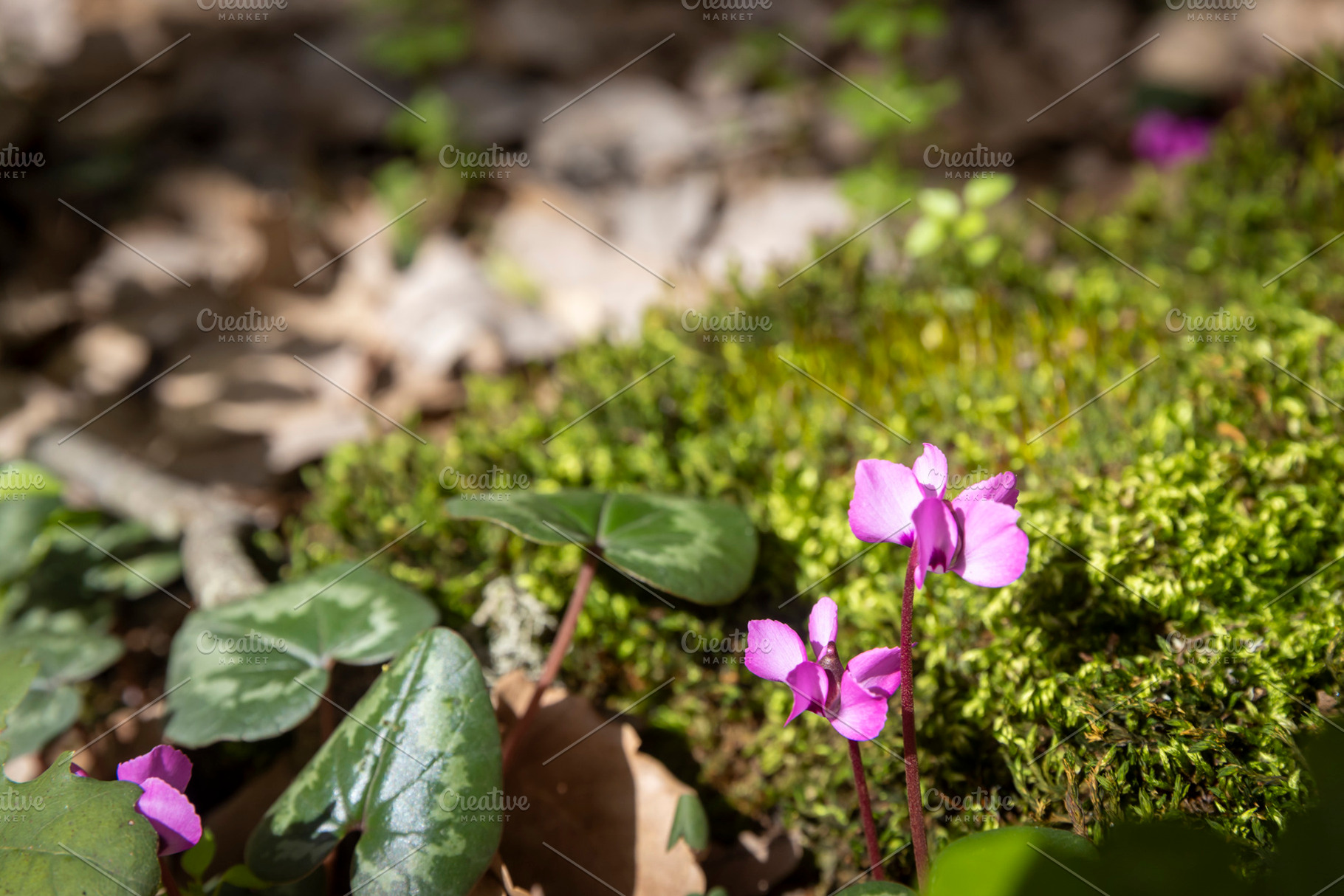 Close up of purple cyclamen flowers, a Nature Photo by Imaginarium