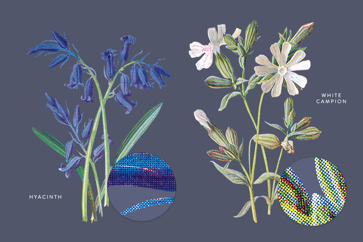 Vintage Flowers Vol.03 - Extra Large, an Illustration by Greta Ivy (Photo 13 of 15)