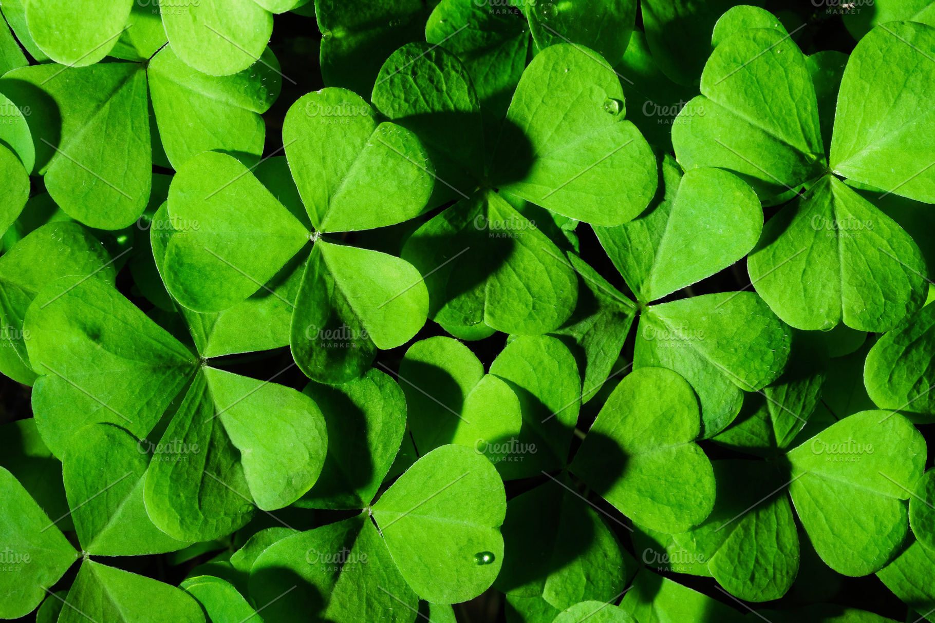 Green clover leaves illuminated by bright sunlight. Fresh shamrock foliage back, a Nature Photo by Eugene_Photo