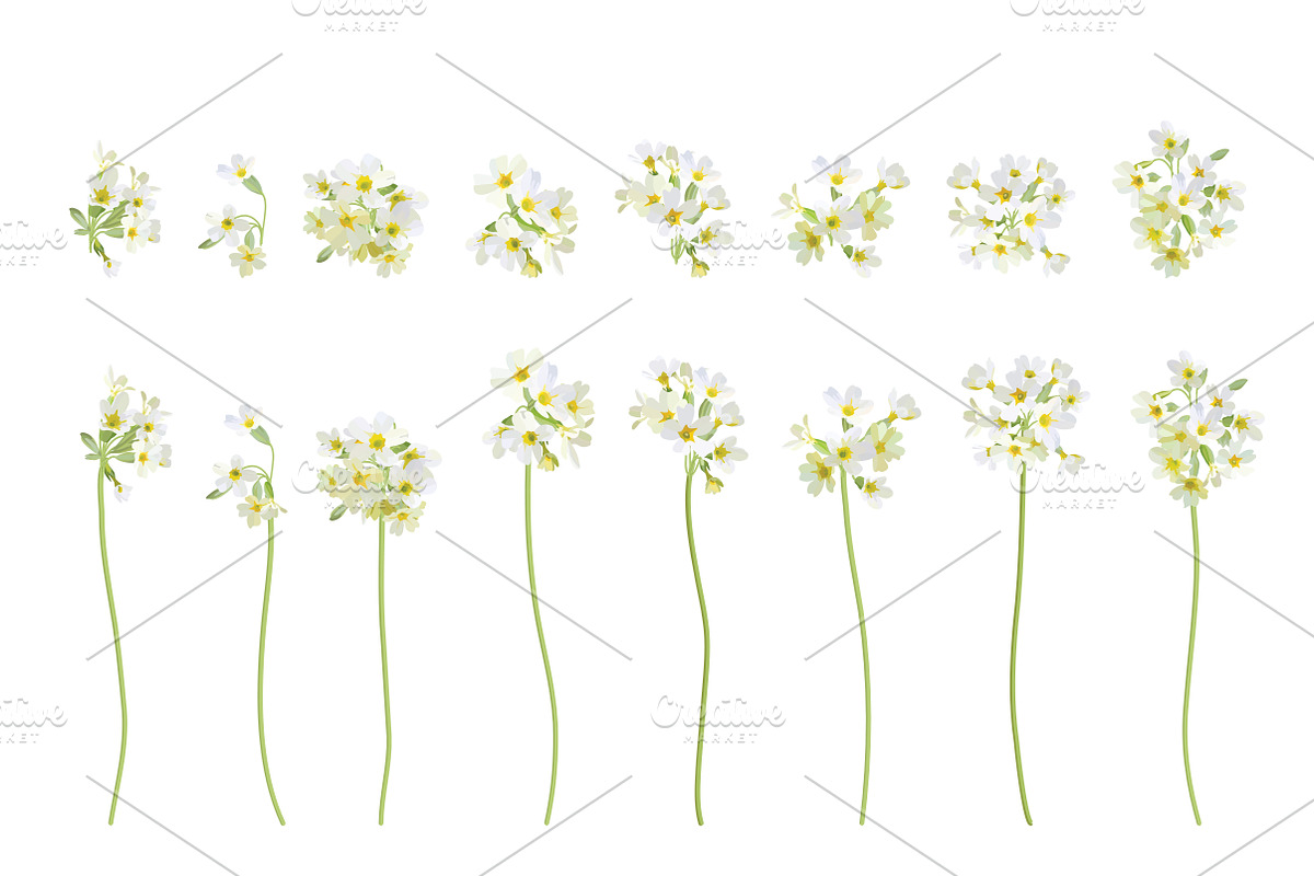 Vector object brushes. Primula., a Brush Add-On by Peolla (Photo 5 of 17)
