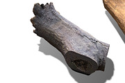 13 Tree Logs, an Environmental 3D Model by Beatheart Creative Studio (Thumbnail 29 of 37)
