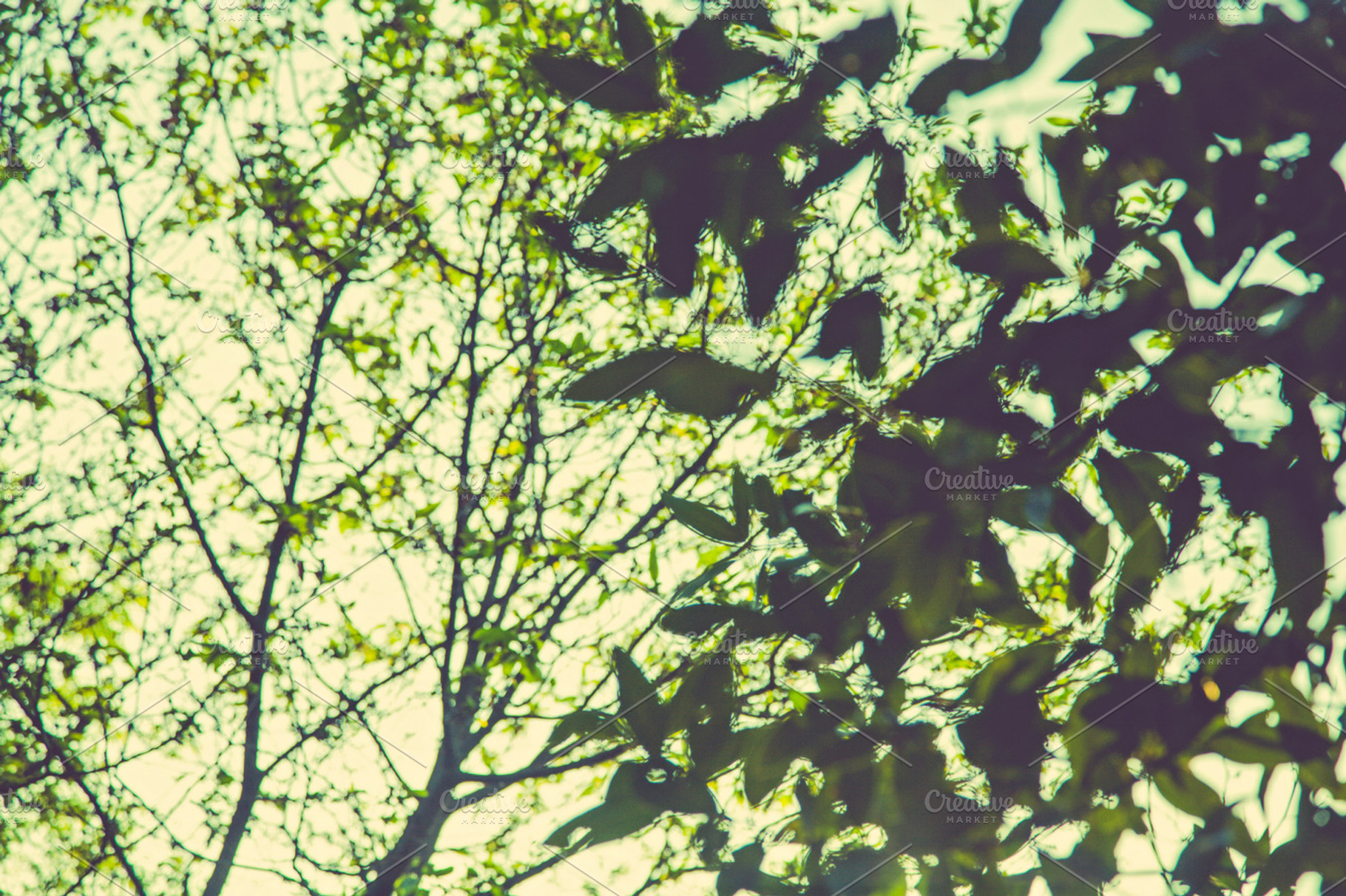 Iseeyouphoto forestbokeh 4 containing forest, green, and trees