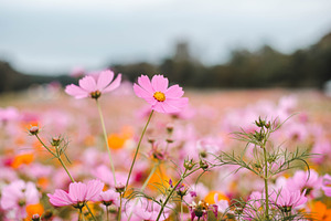 Wildflower Field
