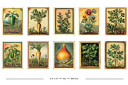 Vintage Garden Packets, a Seasonal Illustration by karenfoleyphoto (Thumbnail 11 of 15)