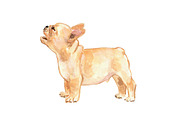 French Bulldogs, an Animal Illustration by Carol Cooper Studios (Thumbnail 7 of 8)