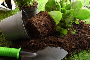 Flower Ready for Planting in Garden Soil, a Nature Photo by Davizro's Market