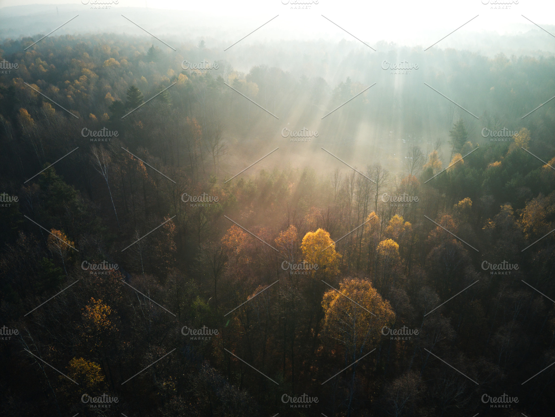 Autumn forest trees during sunrise, a Nature Photo by Noteless Space