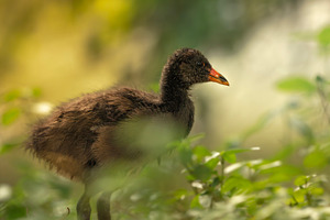 Dusky moorhen chick, an Animal Photo by Rob D Animal Photography