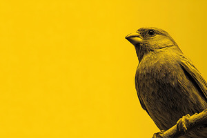 Yellow Songbird on Branch, an Animal Photo by Ales Munt