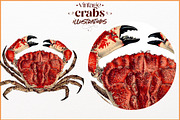 Vintage Crab illustrations, an Animal Illustration by Natalka Dmitrova art (Thumbnail 11 of 12)