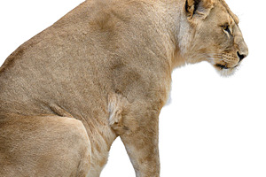 An adult lioness sits in profile on a rock ledge against an isol, an Animal Photo by ndanko