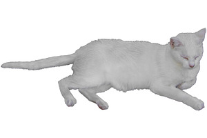 Isolated shot of a white male cat lying, an Animal Photo by DanFLCreativo