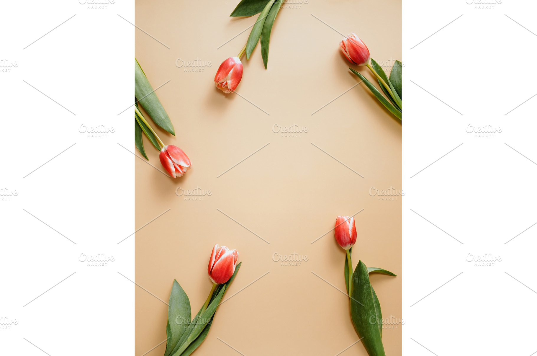 Red tulip on beige background, copy, a Holiday Photo by Fascinadora